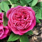 Pinke Rose