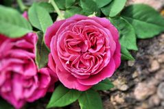 Pinke Rose