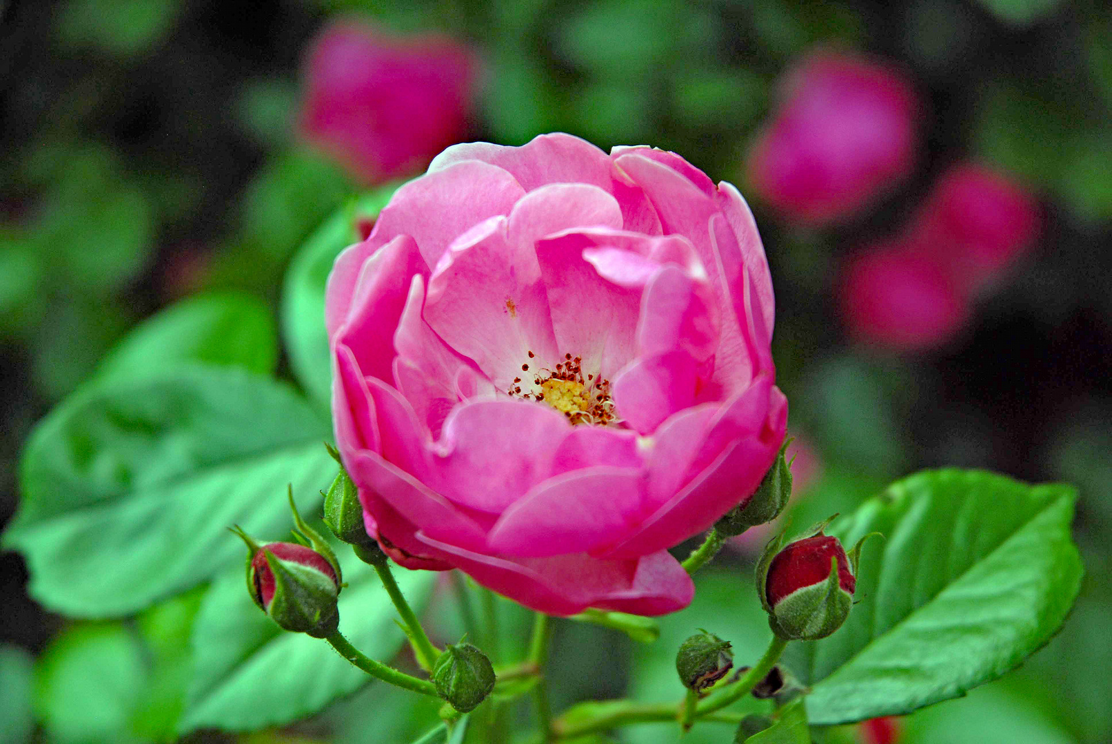 Pinke Rose