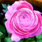 Pinke Rose *