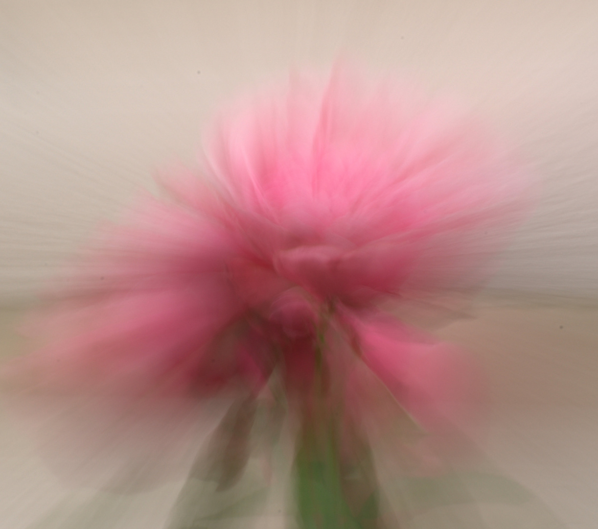 Pinke Rose I Zoomburst