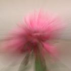 Pinke Rose I Zoomburst