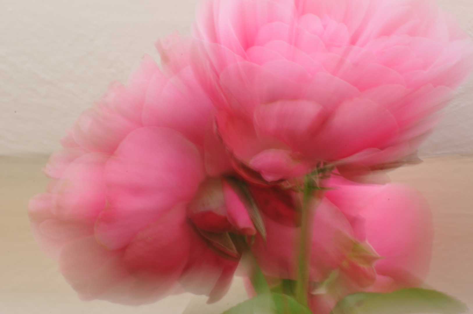 Pinke Rose II Zoomburst