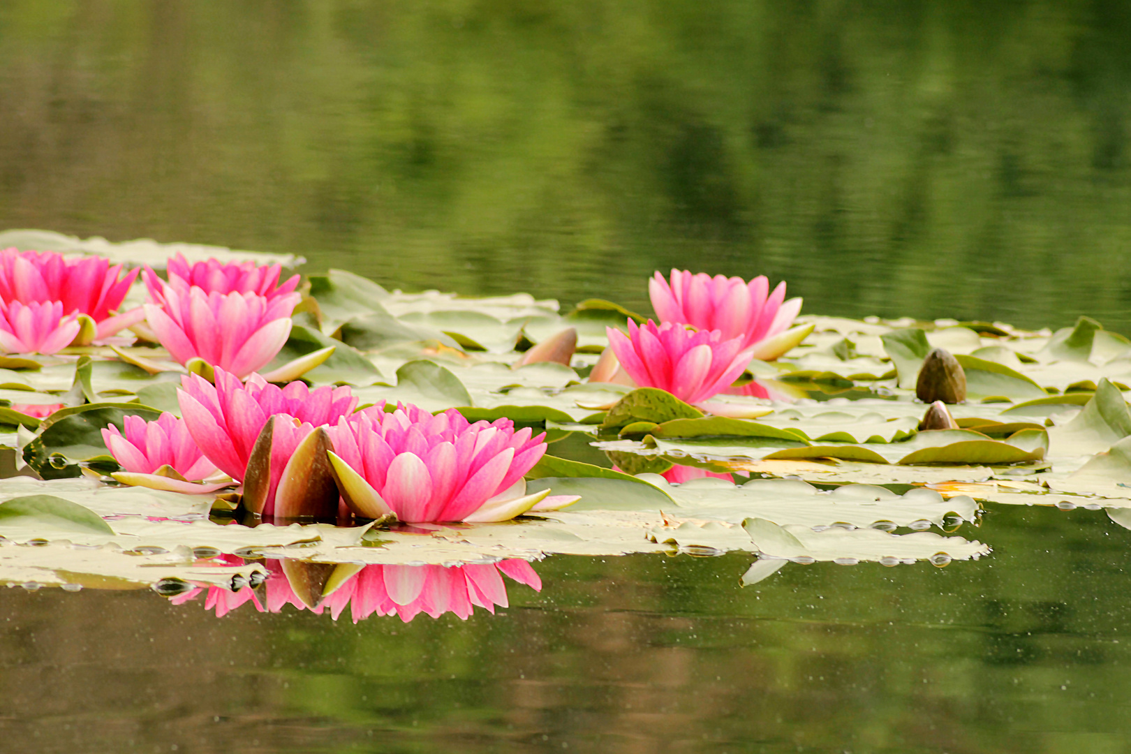 Pinke Seerosen (Nymphaea)