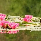 Pinke Seerosen (Nymphaea)