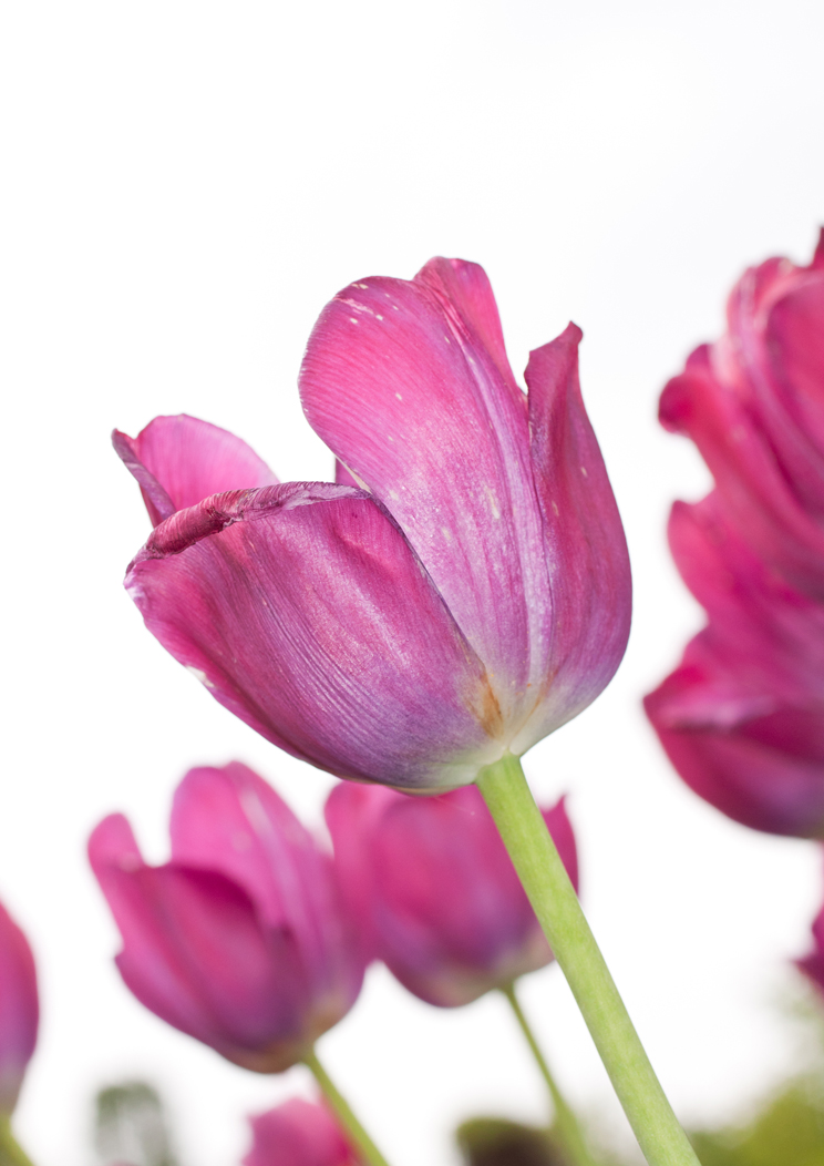 pinke Tulpen