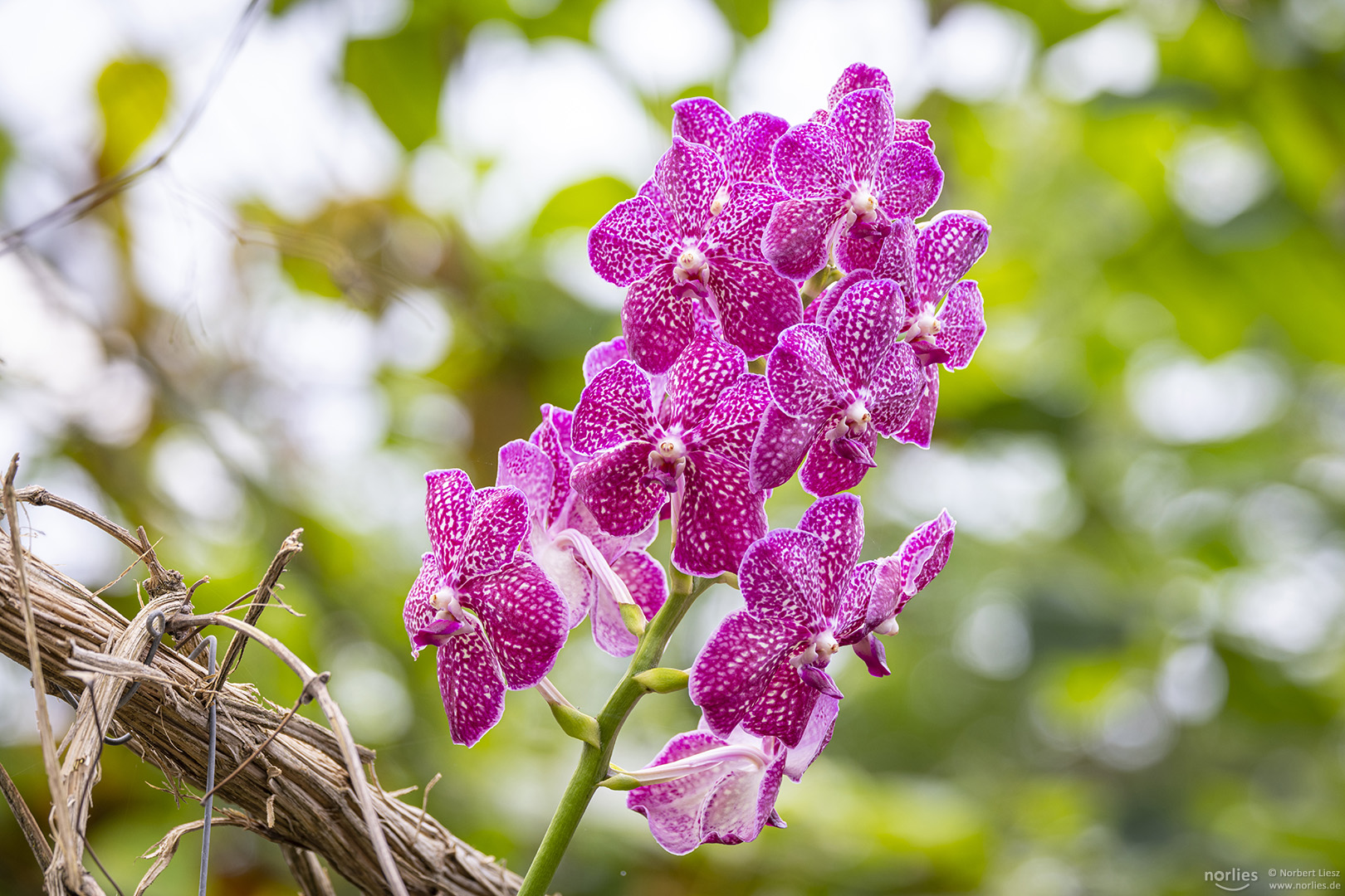 Pinke Vanda