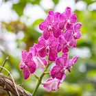 Pinke Vanda