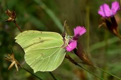 Pinke Versuchung