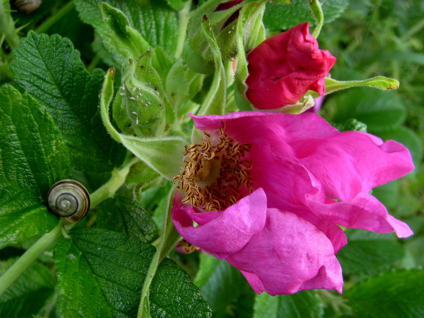 Pinke Wildrose mit Schnecke