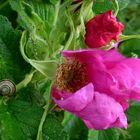 Pinke Wildrose mit Schnecke