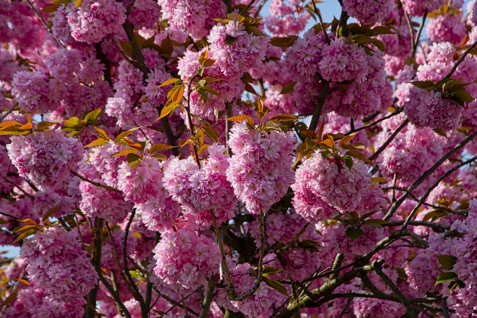 Pinke Wolke