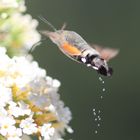 pinkelnder Schmetterling