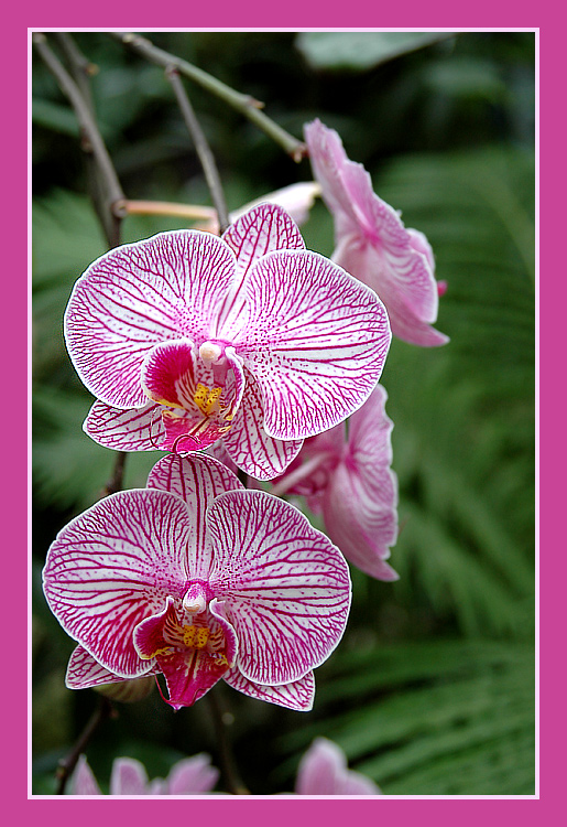 pinke_Phalaenopsis