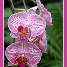 pinke_Phalaenopsis