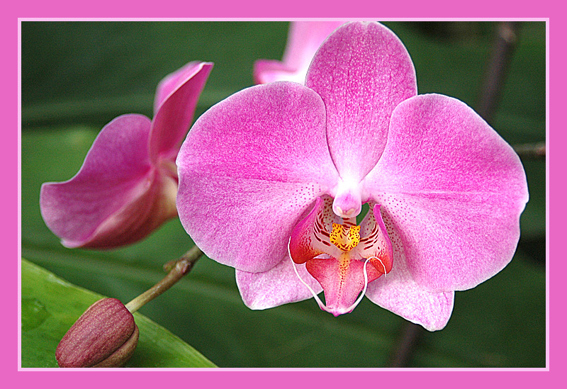 pinke_Phalaenopsis_2