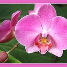 pinke_Phalaenopsis_2