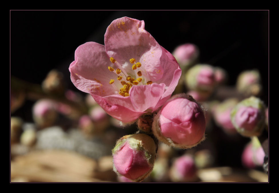 Pinker Frühling