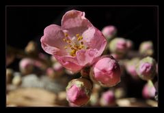 pinker Frühling