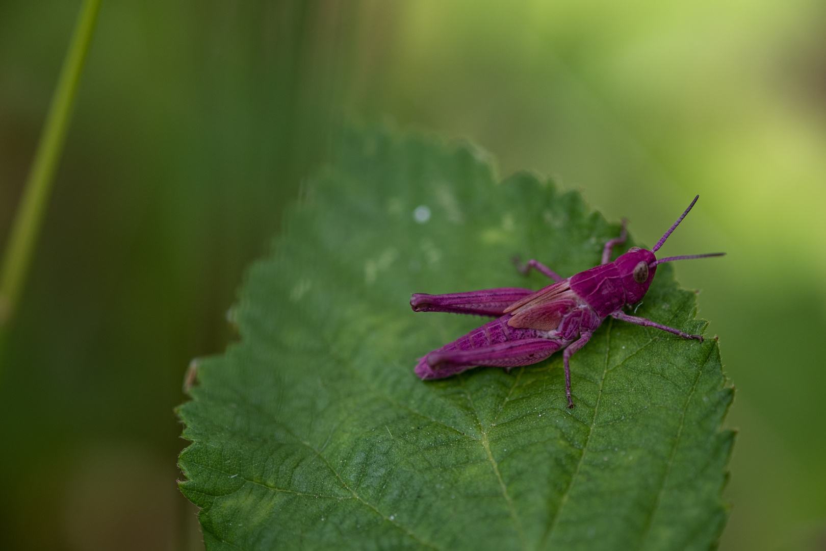 pinker Grashüpfer