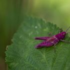 pinker Grashüpfer