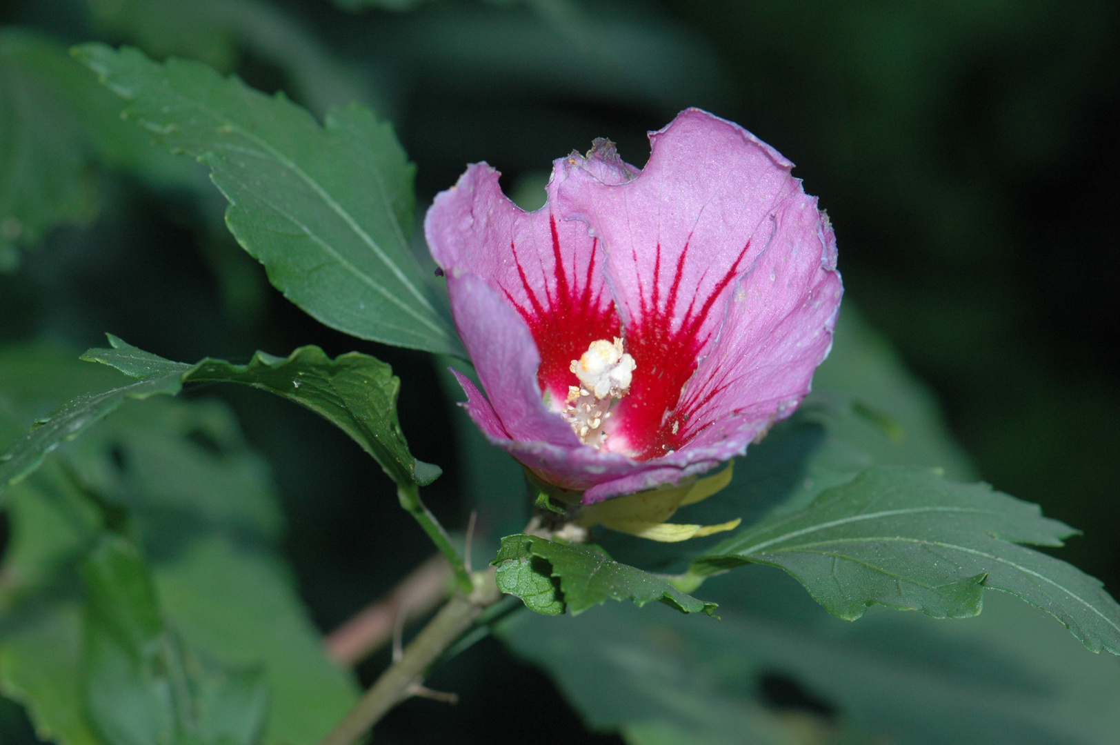 Pinker Hibiskus