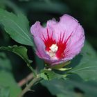 Pinker Hibiskus