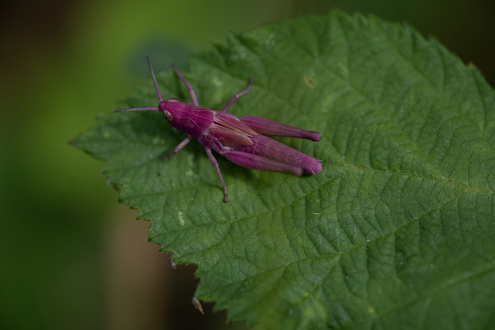 pinker Hüpfer