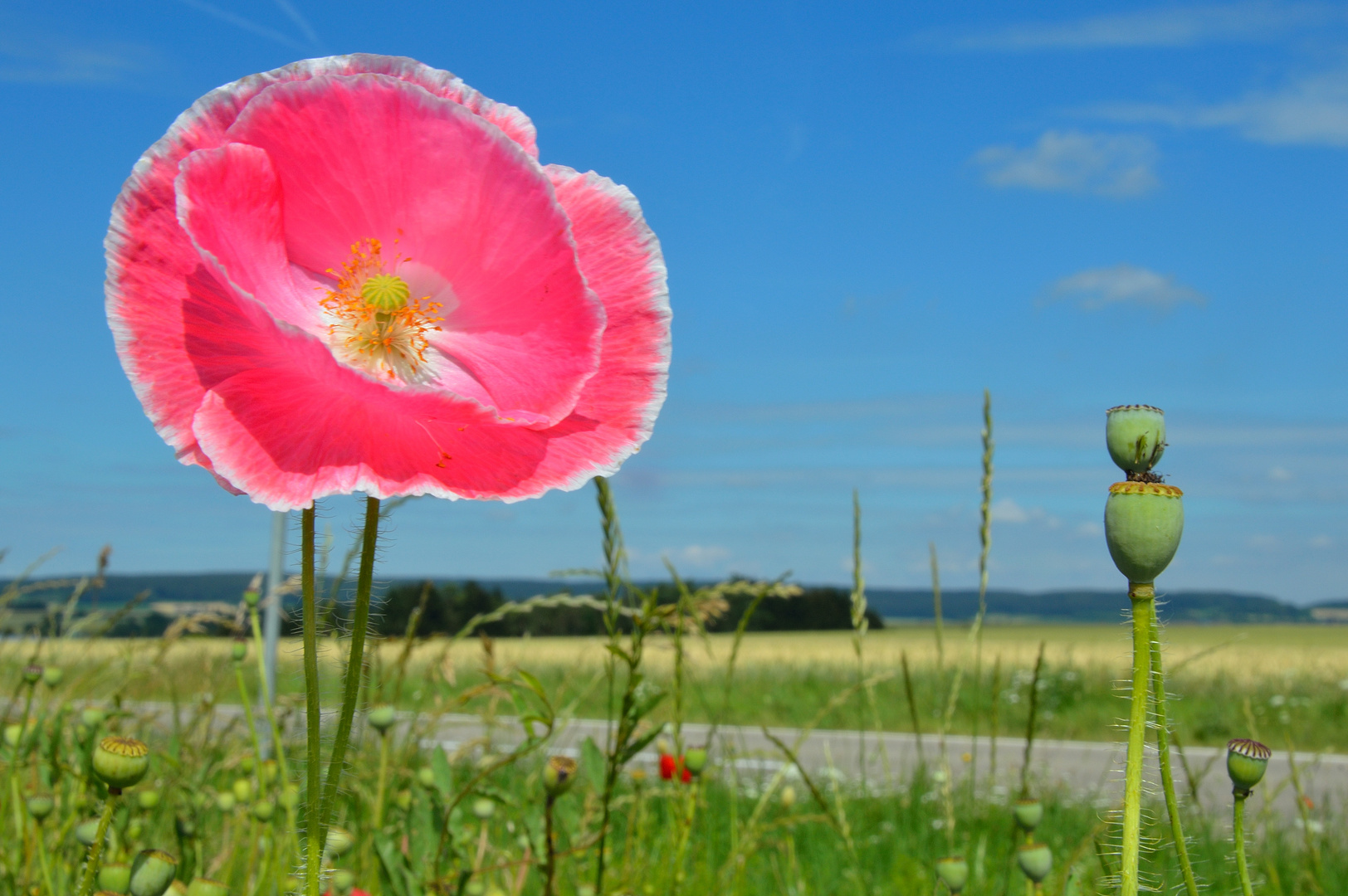 Pinker Klatschmohn