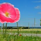 Pinker Klatschmohn