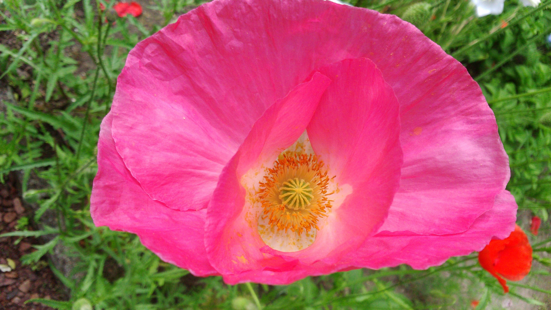 Pinker Klatschmohn