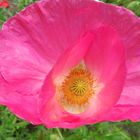 Pinker Klatschmohn