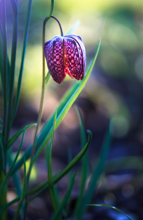 pinker Lampion