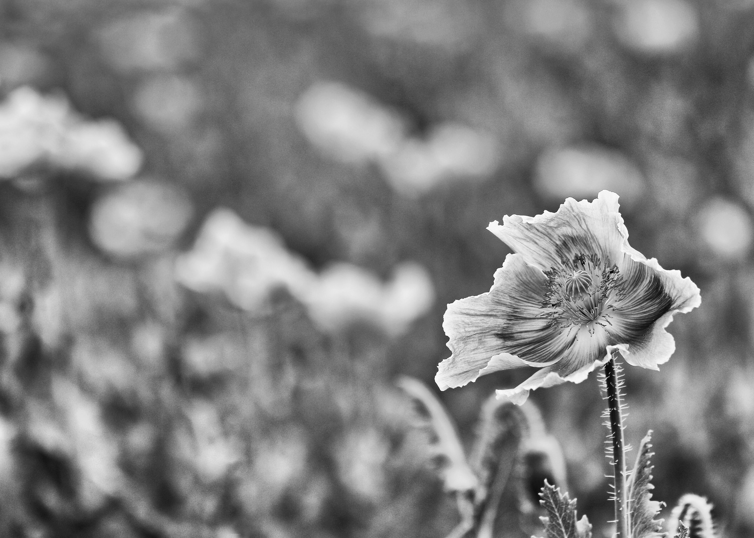 Pinker Mohn in SW