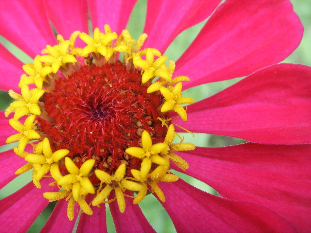 Pinker Sommergruß