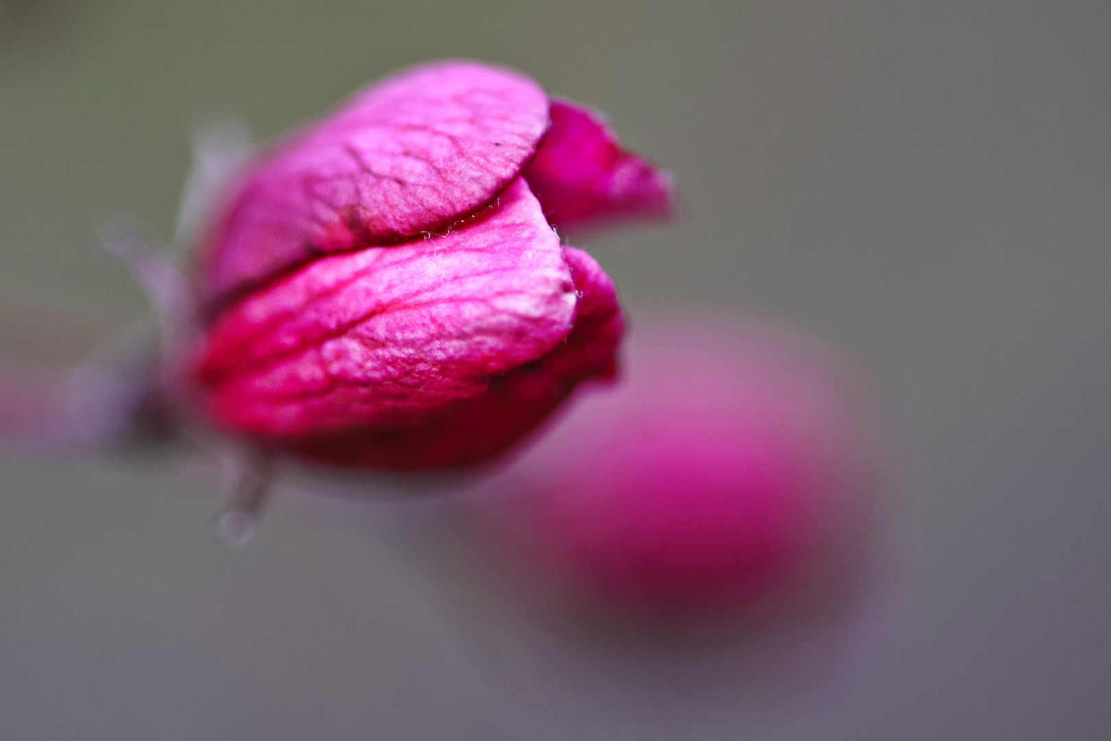 Pinker Traum - Holzapfelblüte