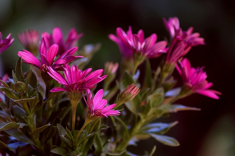 Pinkes Blümchen