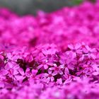 pinkes Blumenmeer