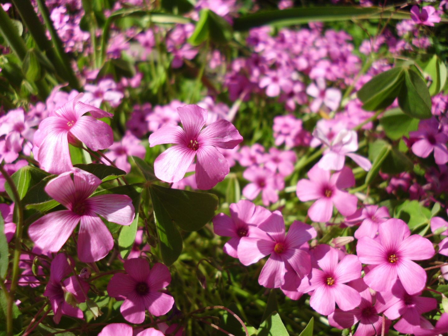 pinkes Blumenmeer