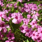 pinkes Blumenmeer