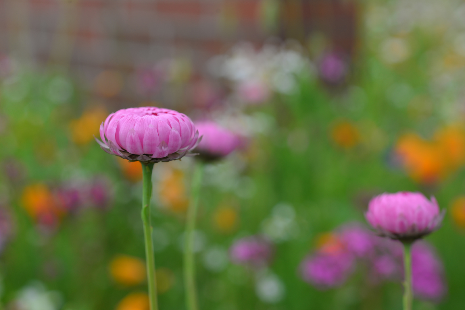 Pinkes Gänseblümchen 2