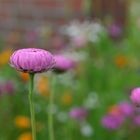 Pinkes Gänseblümchen 2