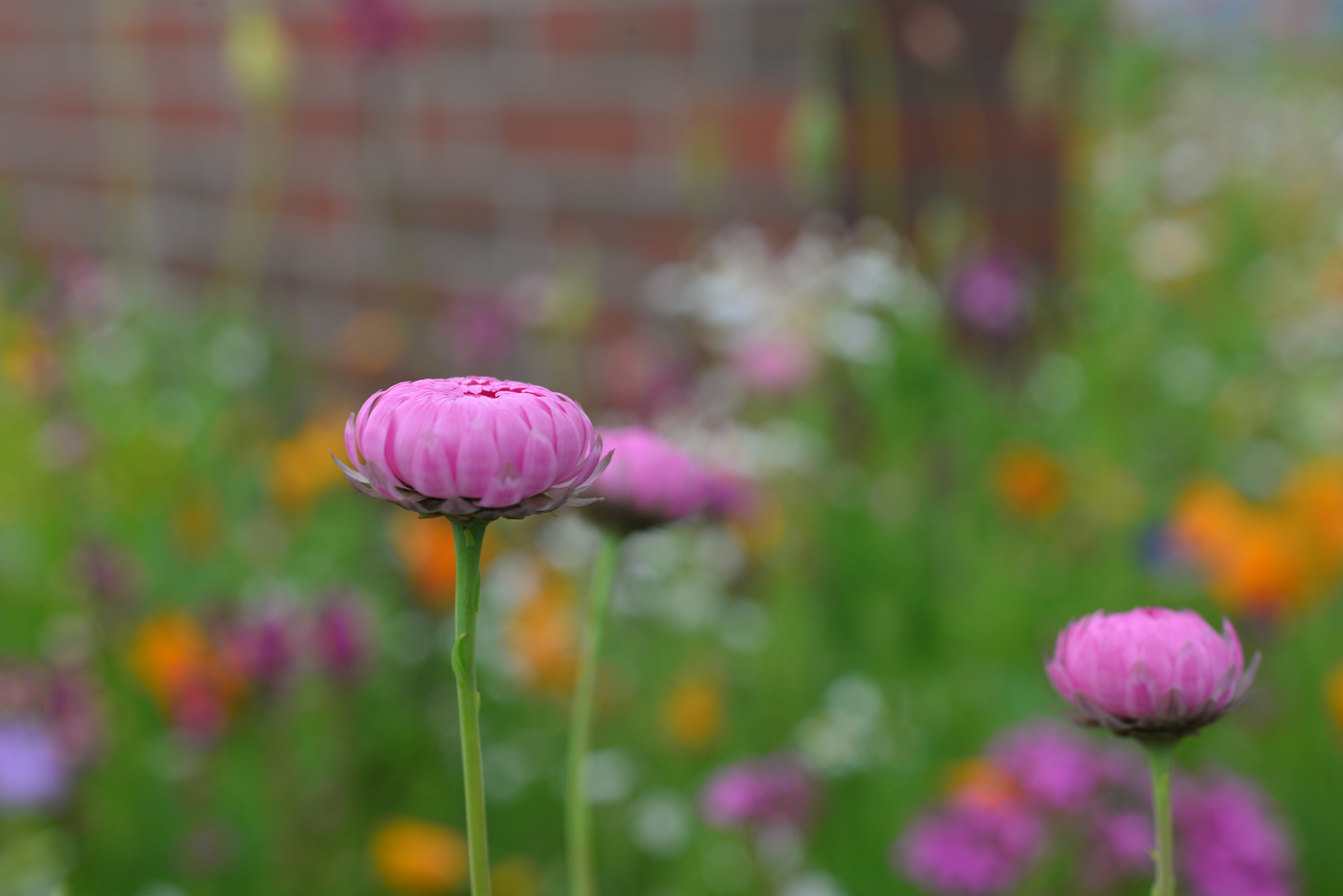 Pinkes Gänseblümchen