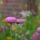 Pinkes Gänseblümchen