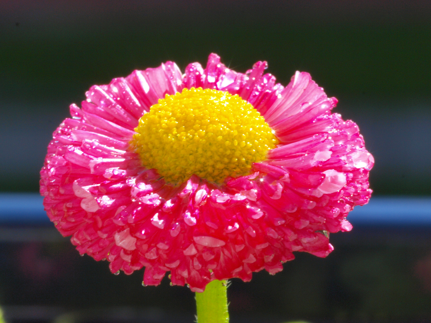 Pinkes Gänseblümchen :D