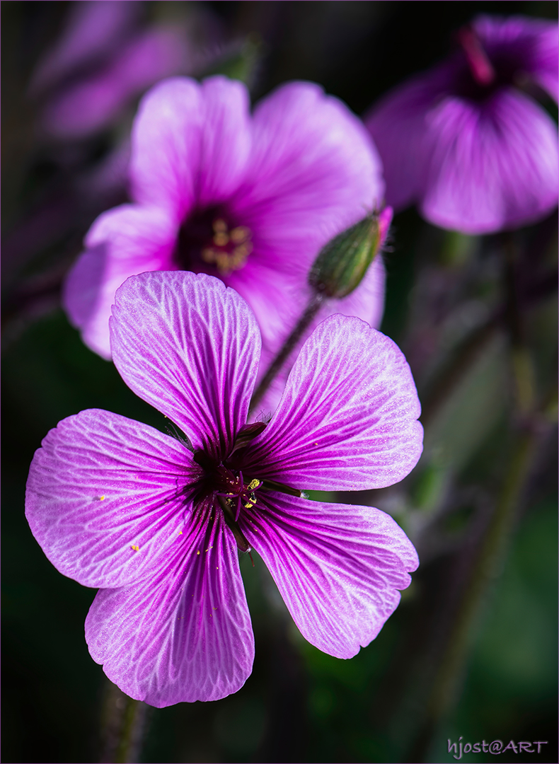 pinkes Mittwochsblümchen ...