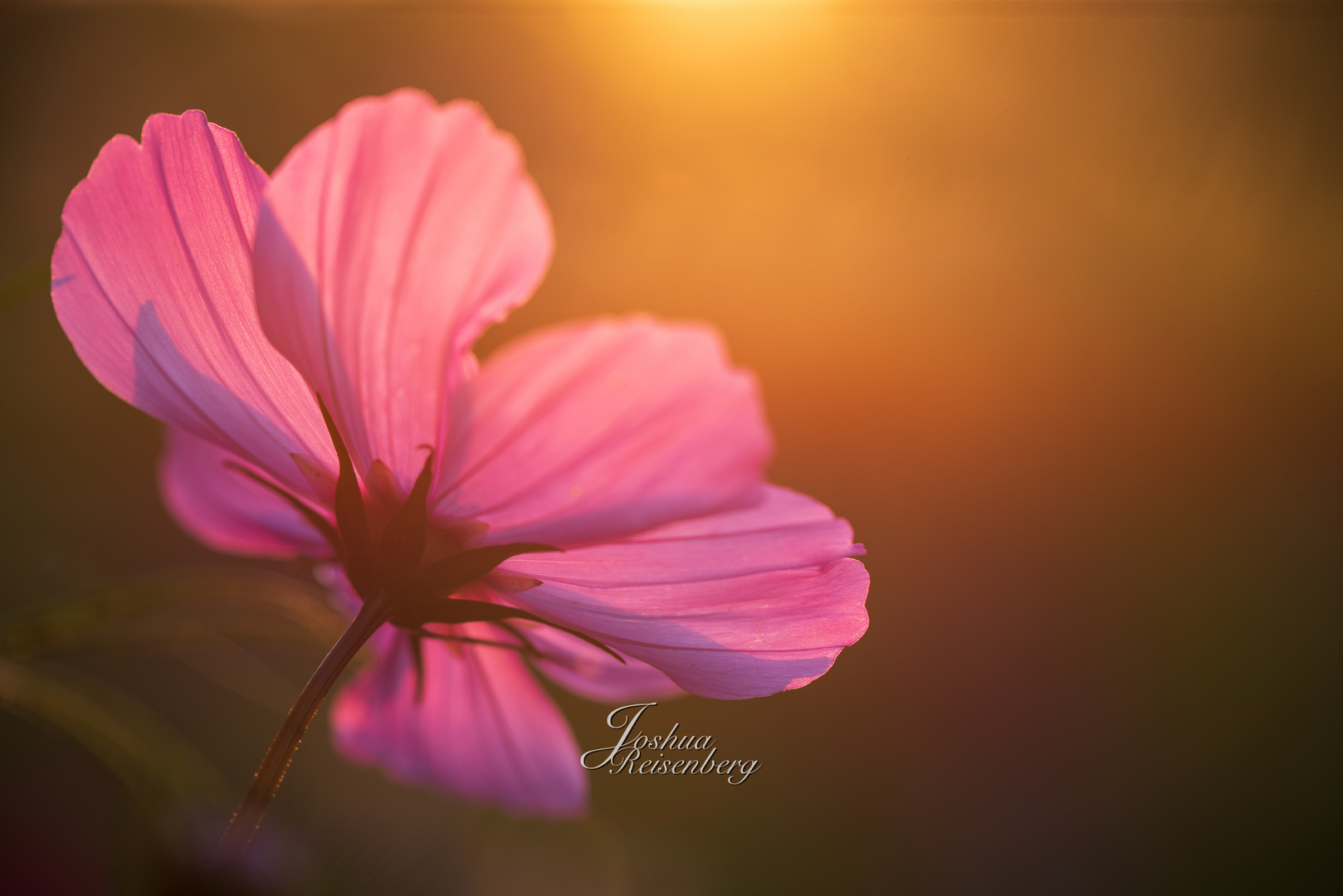 Pinkes Schmuckkörbchen im Sonnenuntergang