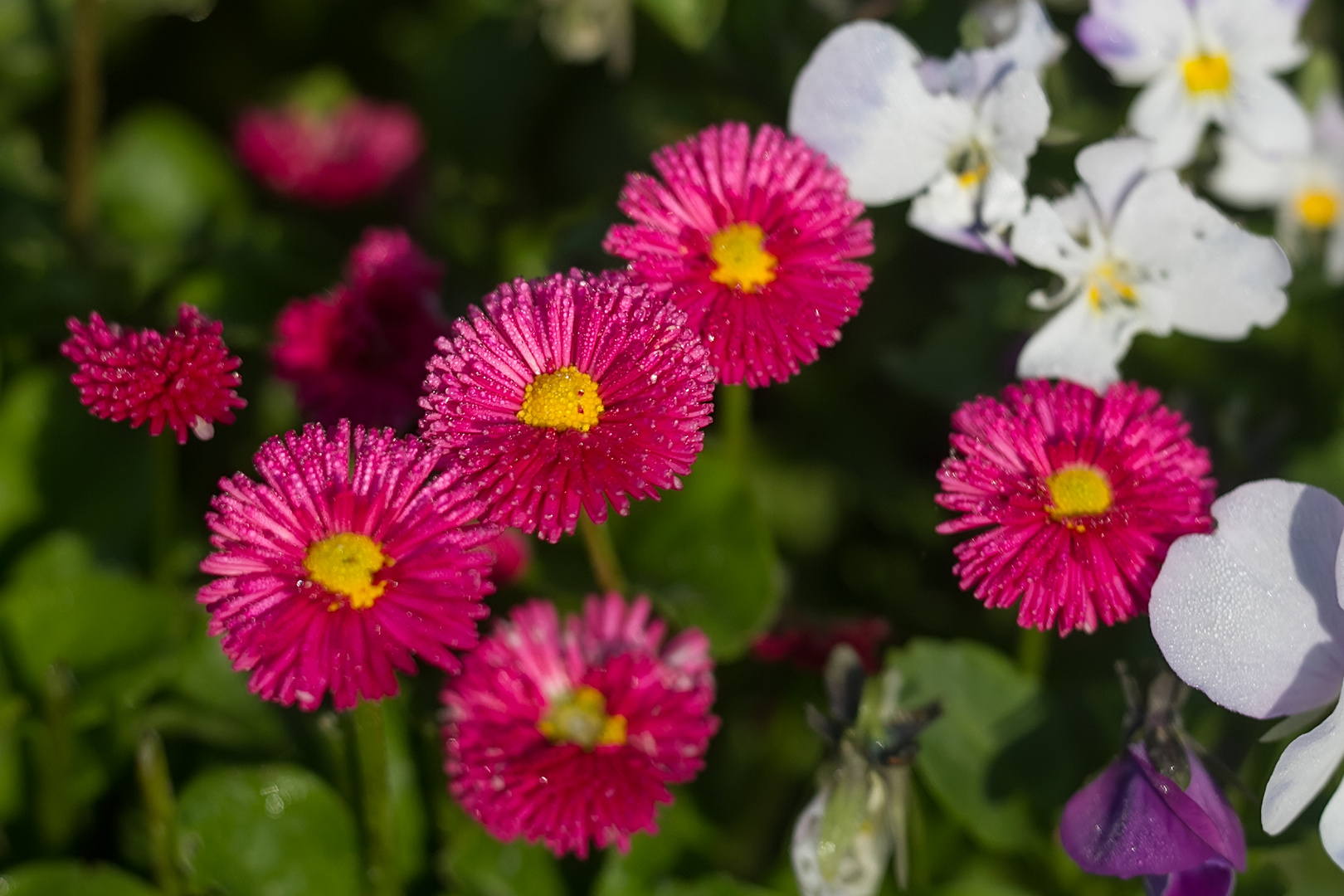 Pinkes Tausendschön