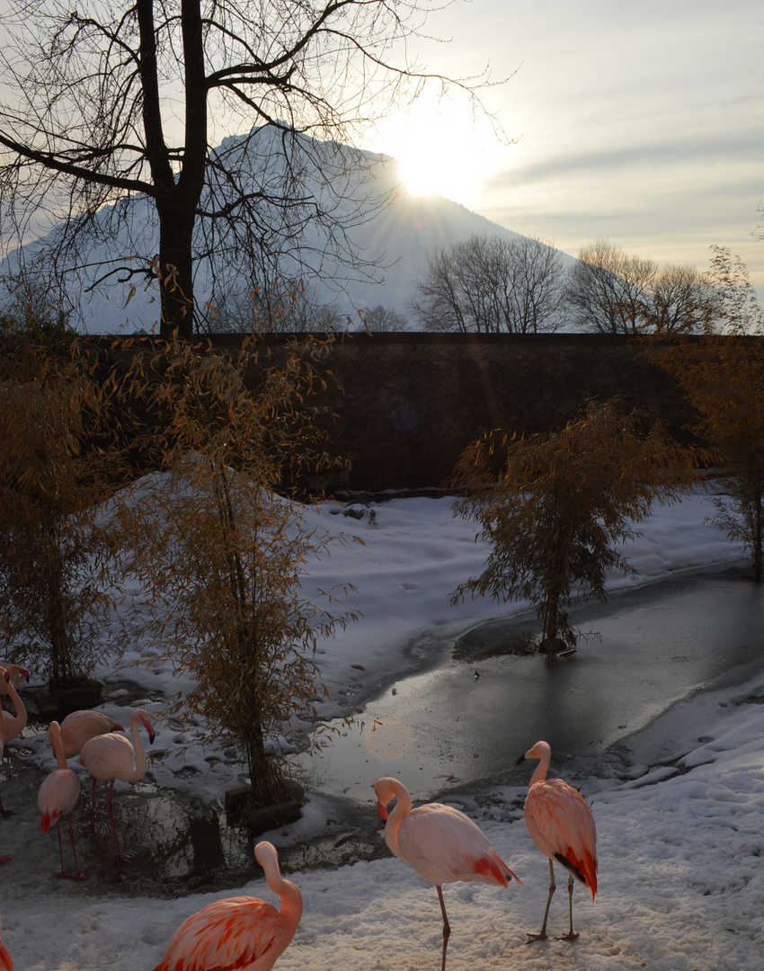 Pinkes Treiben im Salzburger Zoo