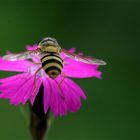 Pinkes winzigkleines Blütchen (2) - Heide Nelke